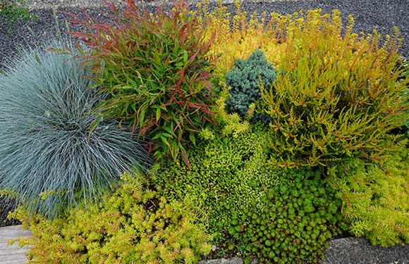 A combination of plants with brightly colored foliage  planted on a parking strip