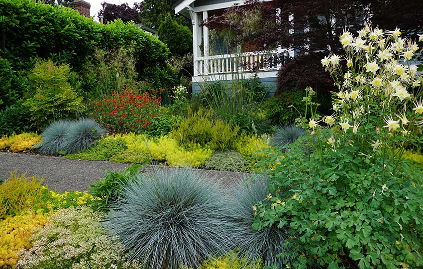 A front-yard raingarden surrounded by plants with vibrant colors and various textures.