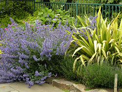 Nepeta 'Walker's Low' against Phormium 'Yellow Wave' that is still here 10 years after planting