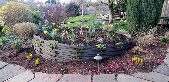 A circular raised planter constructed of woven steel sections is set into a bed planted with grasses and perennials. The planter contains sedums, salvaged irises, daffodils and a dogwood.