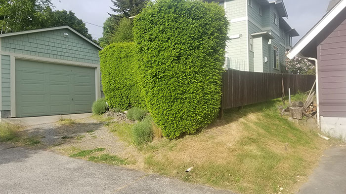 Image showing a small garage and driveway overwhelmed by monstrous boxwoods that take up most of the urban-sized  backyard.