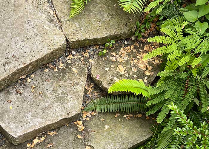 Natural stone steps, flanked on the right side, by a mixed variety of ferns.