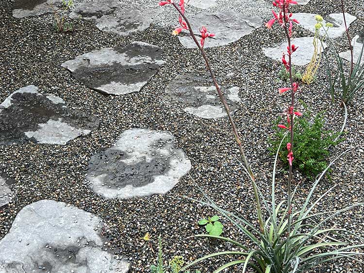 Gravel garden with flagstone stepping stone and plants.