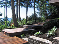 The boardwalk takes you past huge conifers and through a rhododendron garden