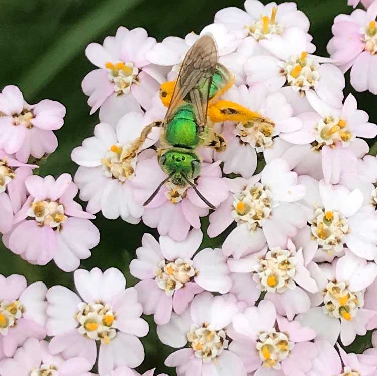 bee on flowers